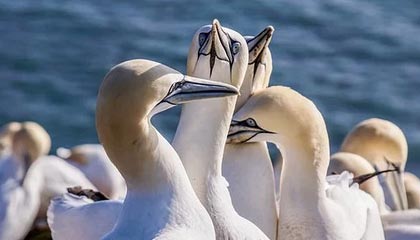 英超-齐尔克泽破门+乌龙助攻 曼联1-1狼队4轮仅1胜